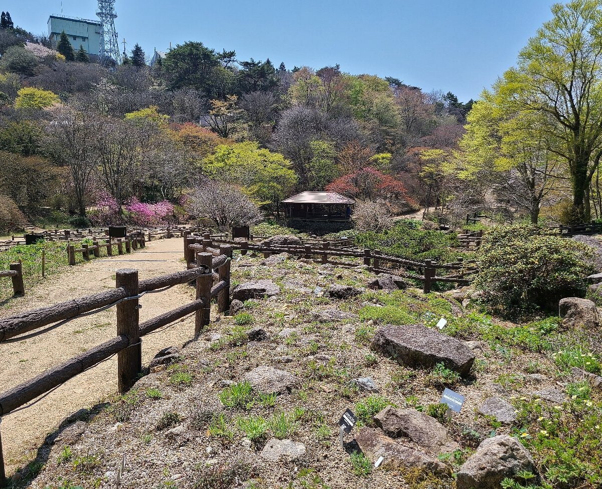 🌸 롯코 고산 식물원(롯코 코잔 쇼쿠부츠엔) 이미지 5